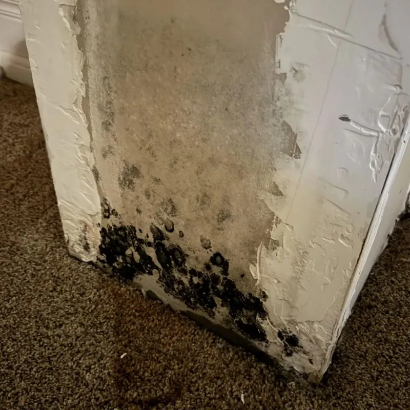 Professional Mold Removal in Willis, TX